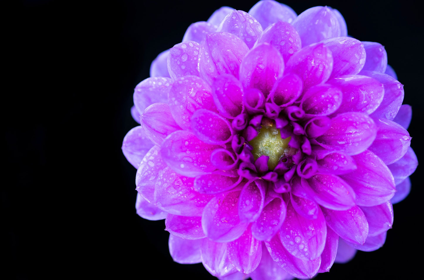 The Color Purple, 2020 Purple Dahlia