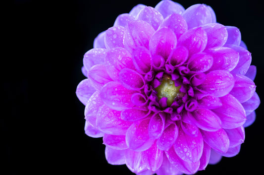 The Color Purple, 2020 Purple Dahlia
