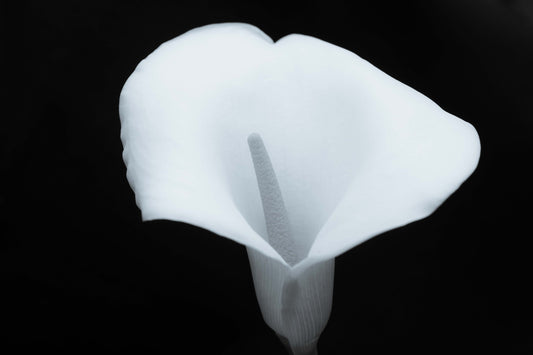 Calla Lily B&W #1 - 2022