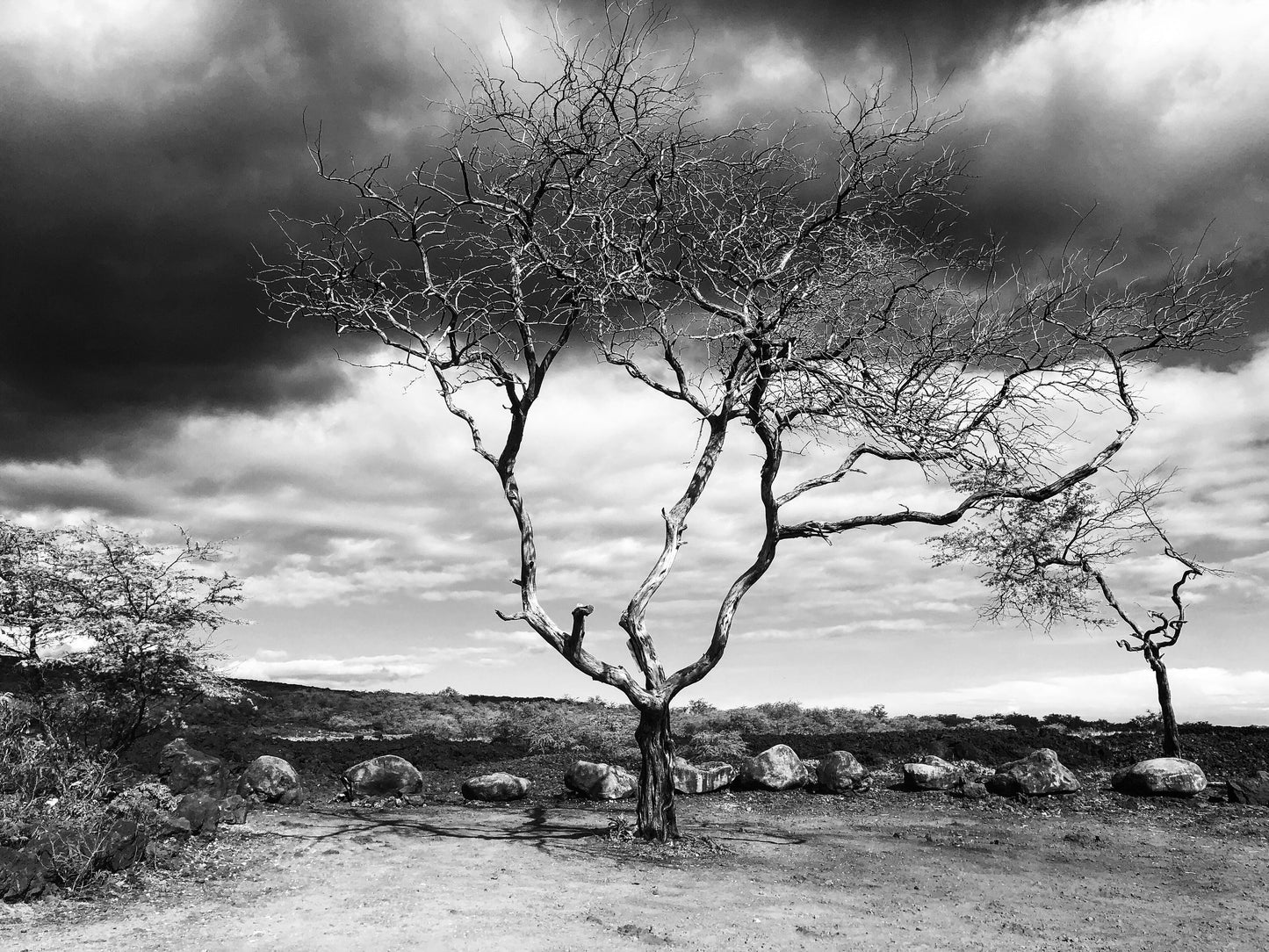 A Tree Grows in Maui, Lava Fields at La Perouse Bay in Makena, Maui, 2018