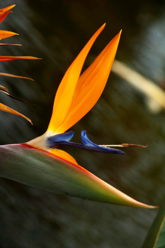 Bird of Paradise, Maui , Hawaii