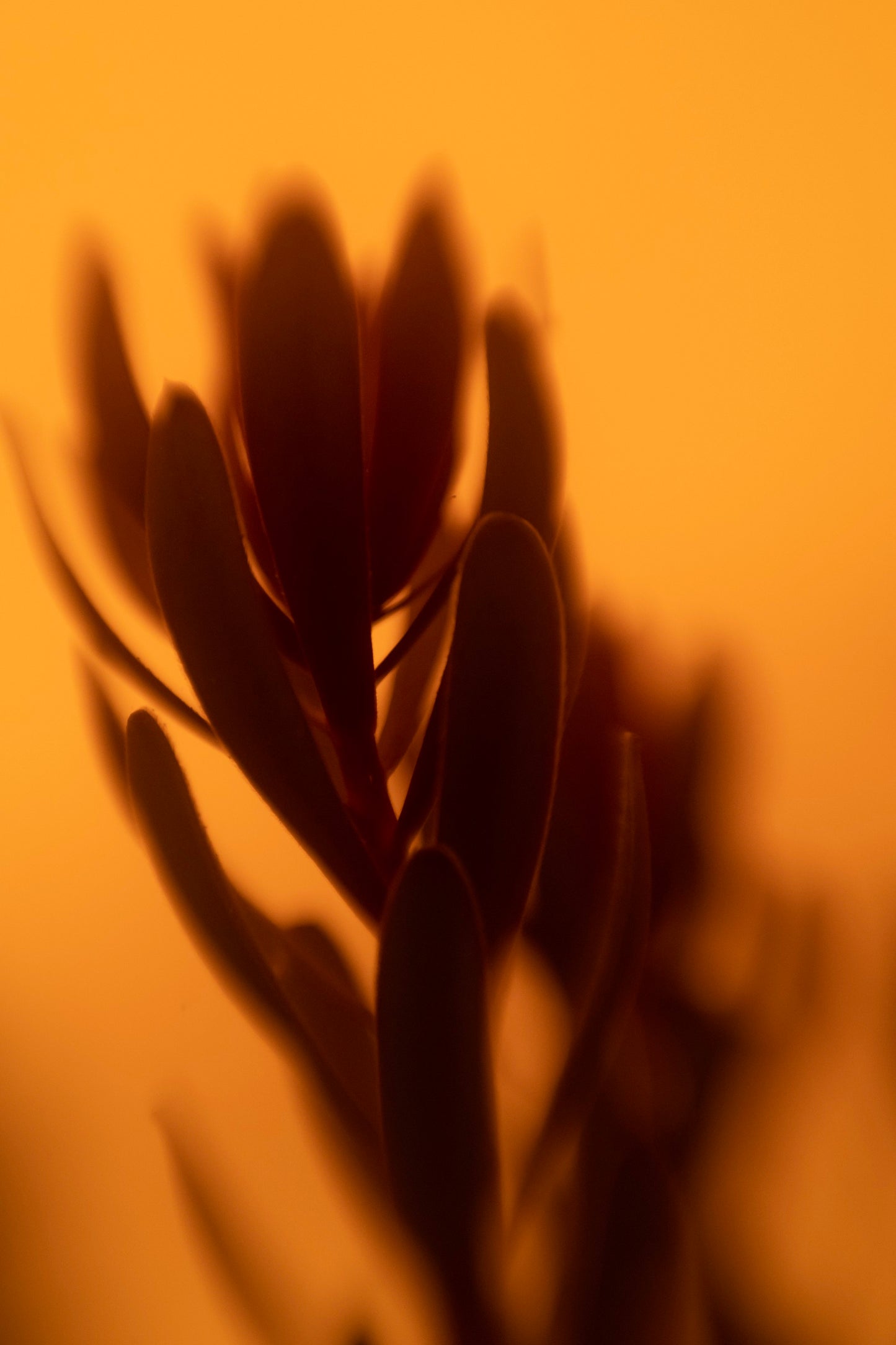 Sunset Cone Bush, San Carlos, CA, Orange Day #1, September 9, 2020