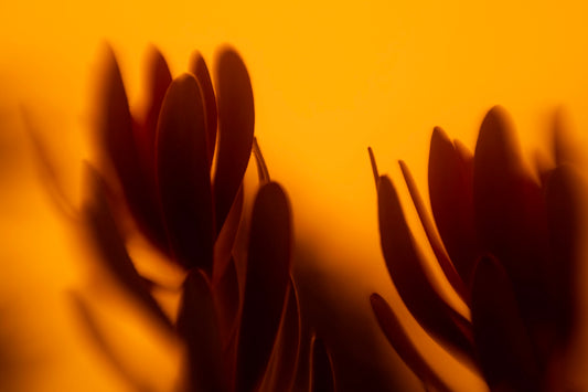 Sunset Cone Bush, San Carlos, CA, Orange Day #2, September 9, 2020
