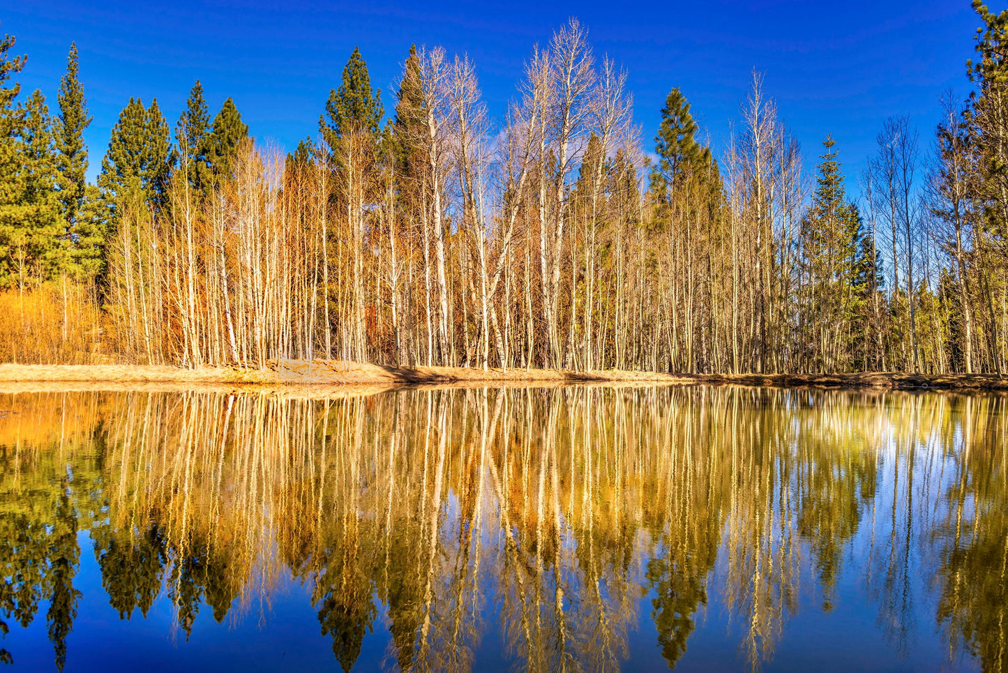 Tahoe Tree Reflections, 2018