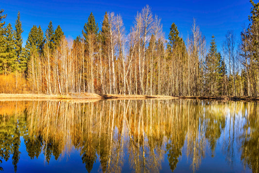 Tahoe Tree Reflections, 2018