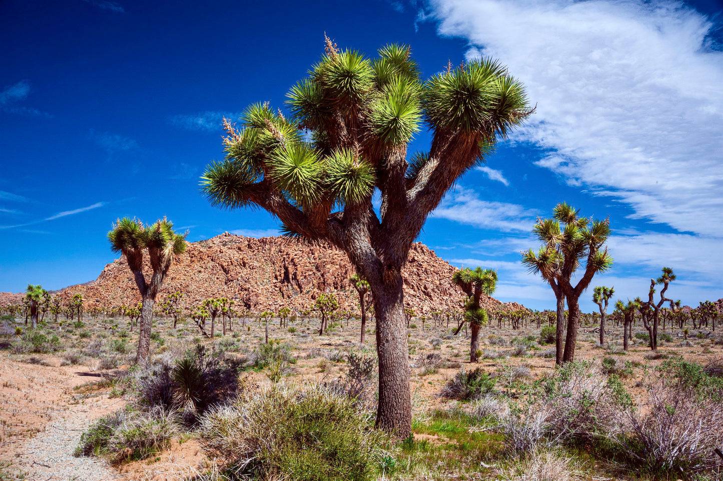 Joshua Tree National Park, The Yucca Tree Line Up #1