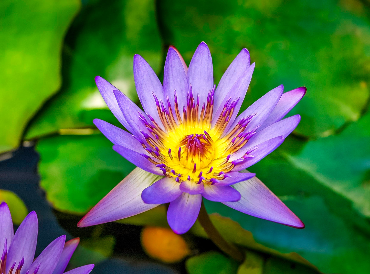 Maui Wowie, Purple Water Lily, 2008