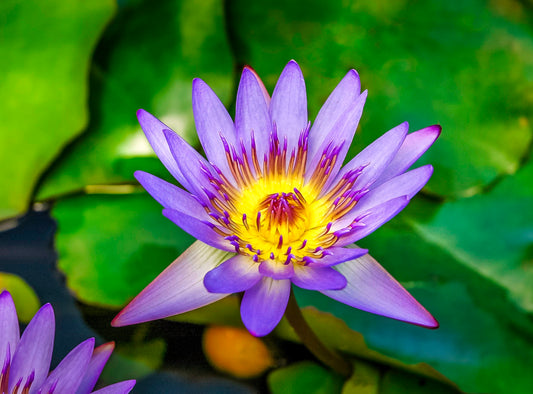 Maui Wowie, Purple Water Lily, 2008