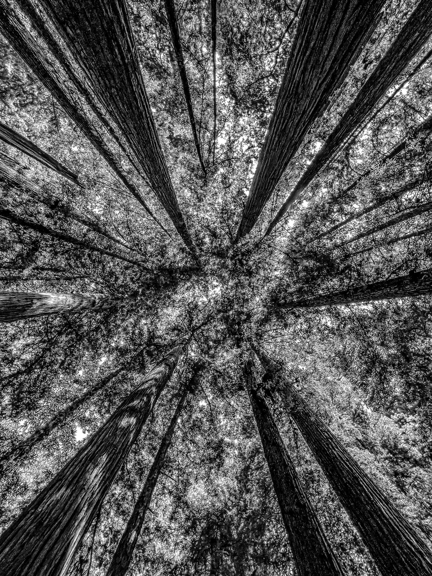 Redwood Trees in B&W at Henry Cowell State Park, Santa Cruz County