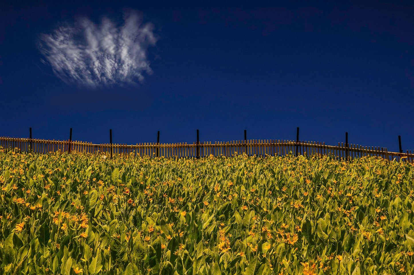 Squaw Valley Yellow Field # 1