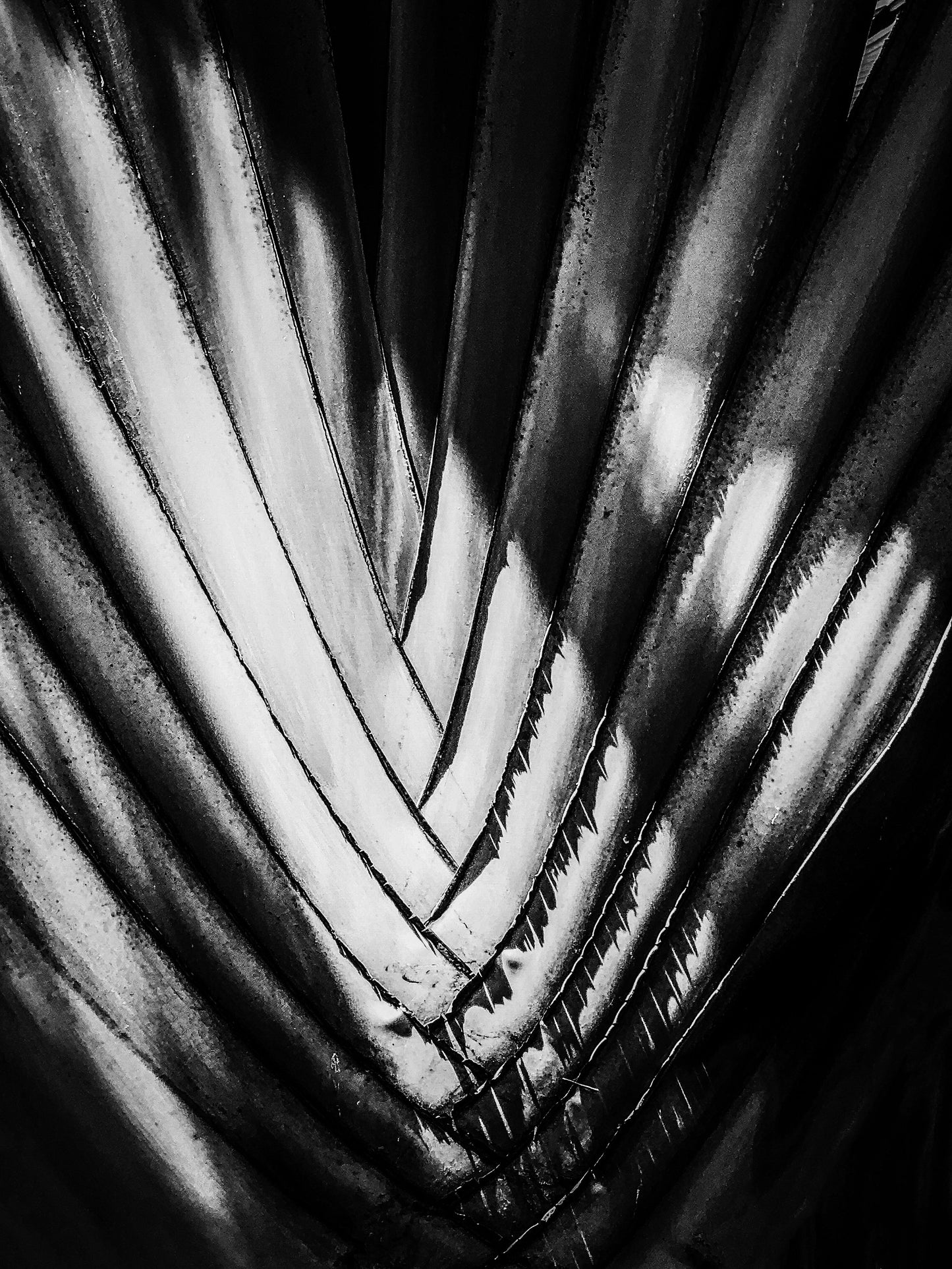 Hawaiian Palm in Glorious Black and White