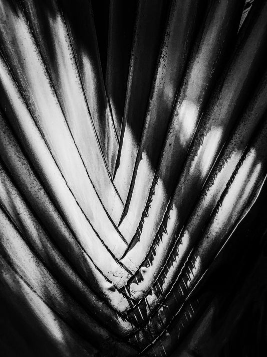 Hawaiian Palm in Glorious Black and White